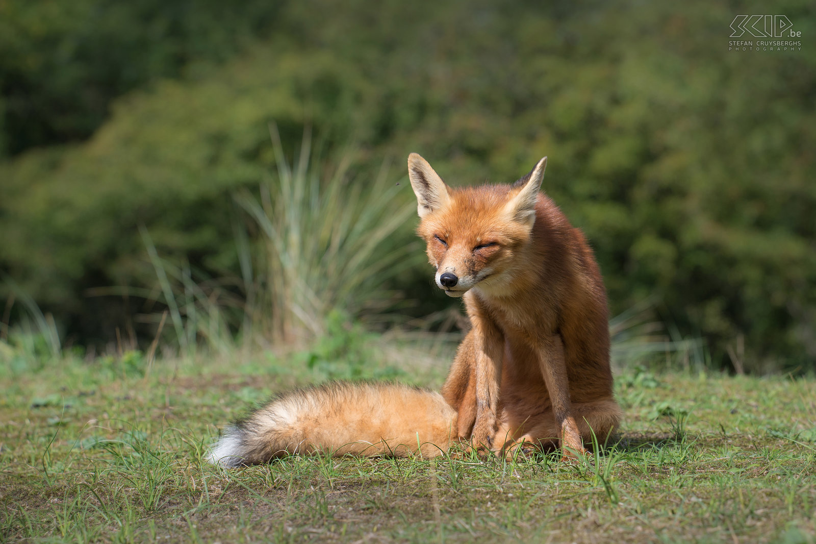 Amsterdamse Waterleidingduinen - Fox The Amsterdamse Waterleidingduinen is a beautiful nature reserve in the province of North Holland in the Netherlands. It is a dune area with lots of water channels. It has the largest population of fallow deers in the Netherlands. It is estimated that there are 3000 fallow deers. There also foxes, some of them are used to people, roe deers and many birds. We also visted the neighboring Zuid-Kennemerland National Park. We were not able to spot the wisents (European bison) which were released in the Kraansvlak area in 2007. We saw a nice herd of Highland cattle.<br />
 Stefan Cruysberghs